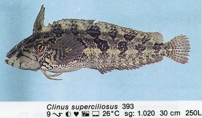 Clinus superciliosus